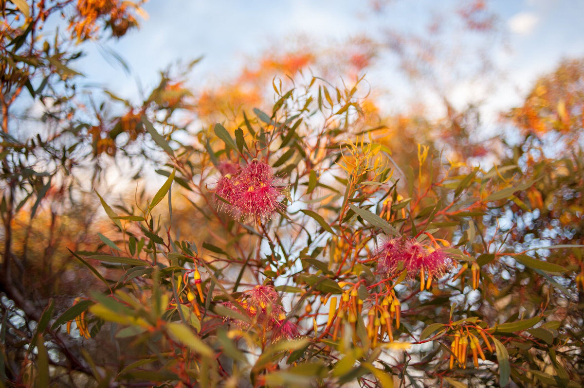Eucalyptus blossom